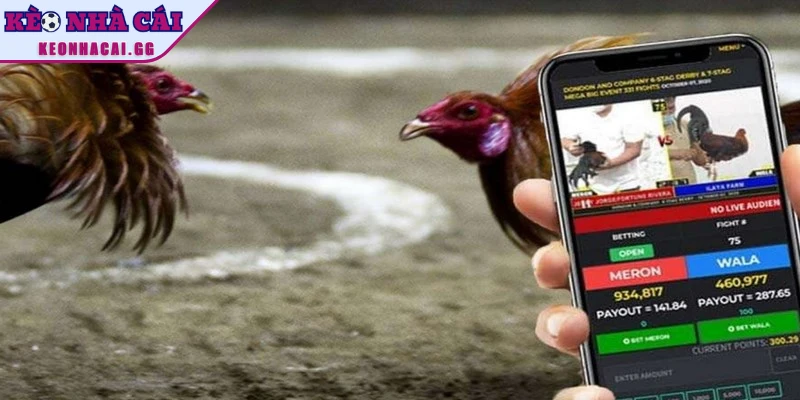 Hướng dẫn tham gia đá gà online qua app một cách đơn giản